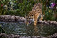 Reflection